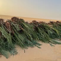 استشارة فى النخيل